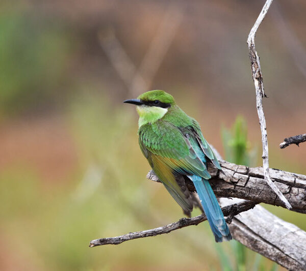 bee-eater_©Balint_Nemeth