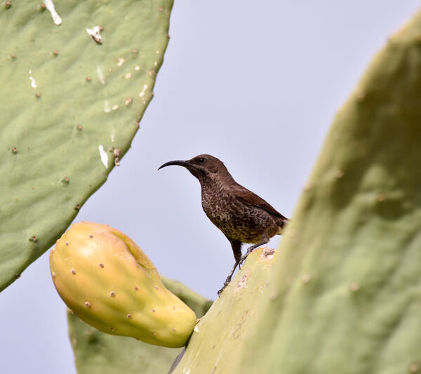 bird5_©Balint_Nemeth