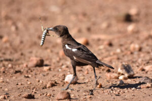 bird_capture_2_©Balint_Nemeth