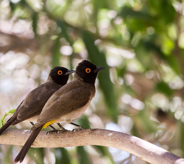 birds_©Balint_Nemeth
