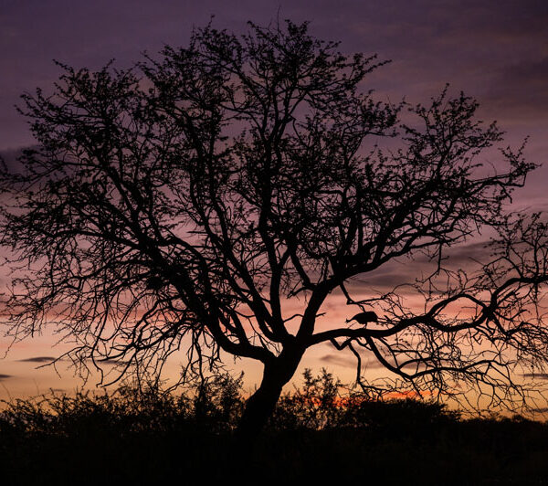birdtree_2_©Balint_Nemeth
