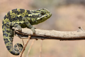 chameleon_©Balint_Nemeth