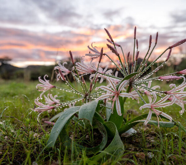 lily_3_©Balint_Nemeth