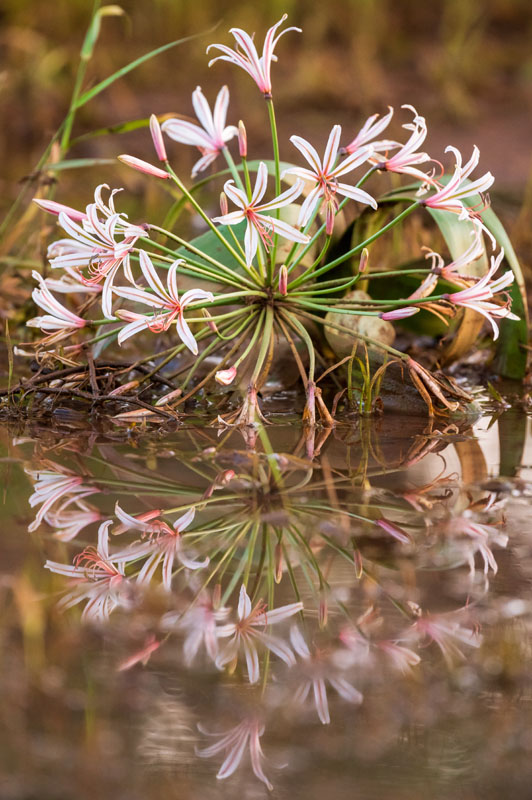 lily_5_©Balint_Nemeth