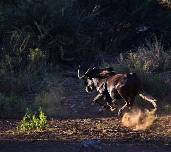 white-tailed_gnu_2_©Balint_Nemeth