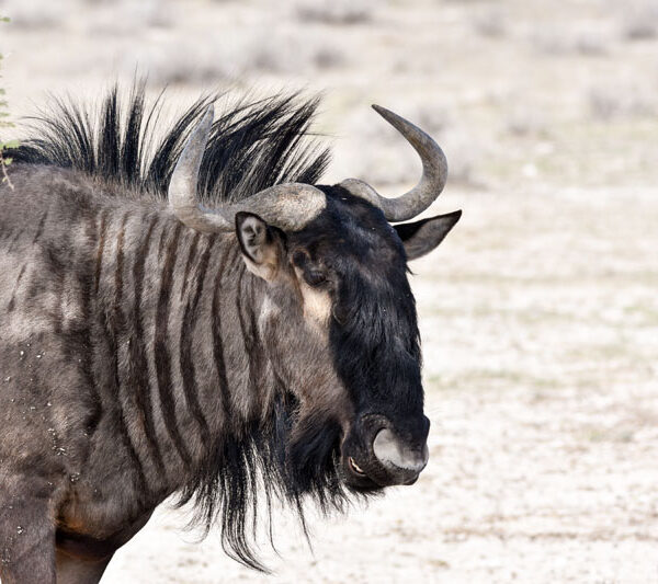 wildebeest_1_©Balint_Nemeth