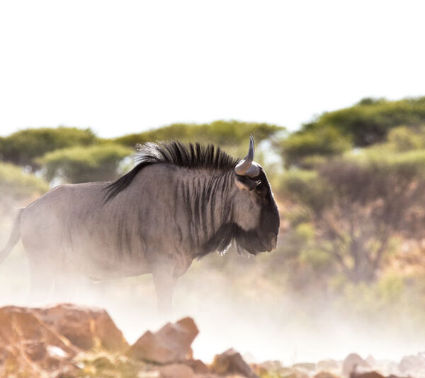 wildebeest_duststorm2_©Balint_Nemeth