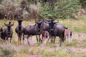 wildebeest_group_©Balint_Nemeth
