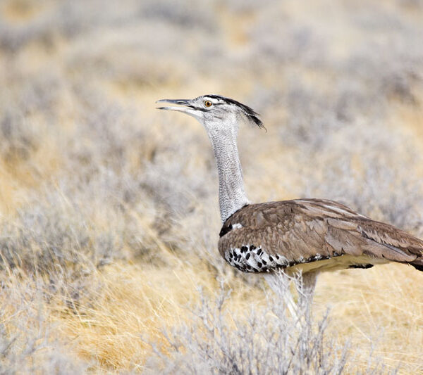 bird_etosha_2_©Balint_Nemeth