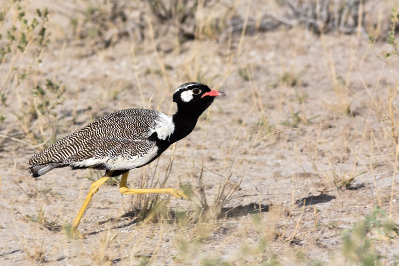 bird_etosha_4_©Balint_Nemeth