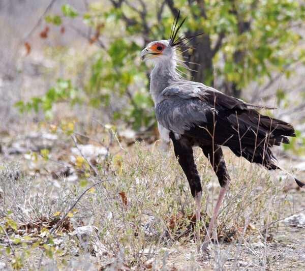 bird_etosha_6_©Balint_Nemeth