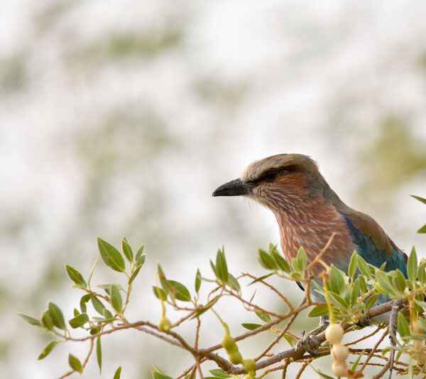 bird_etosha_8_©Balint_Nemeth