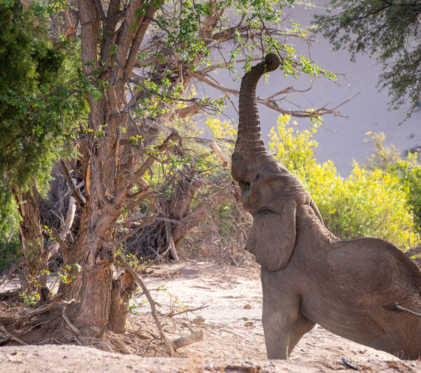 elephant_2_©Balint_Nemeth