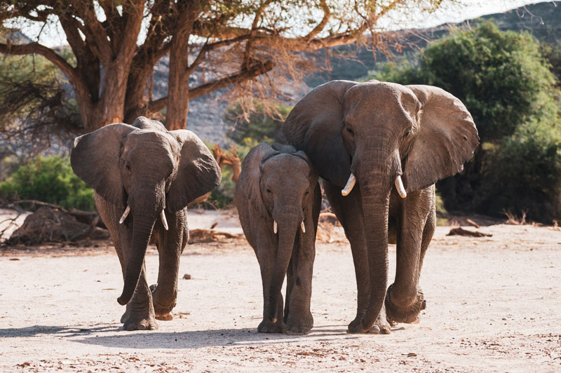 elephant_4_©Balint_Nemeth