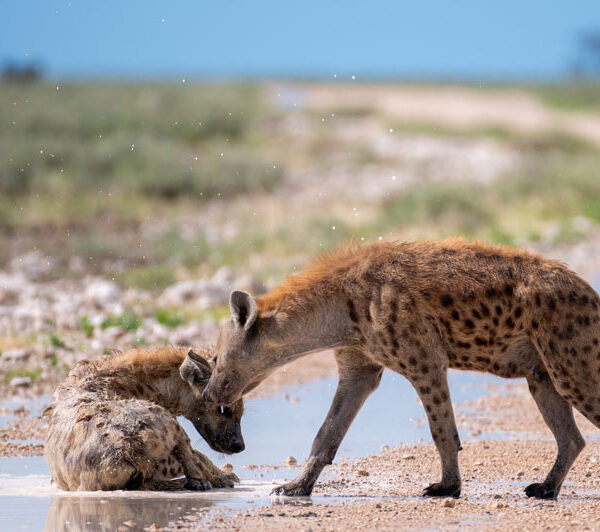 hyena_beach_02_©Balint_Nemeth