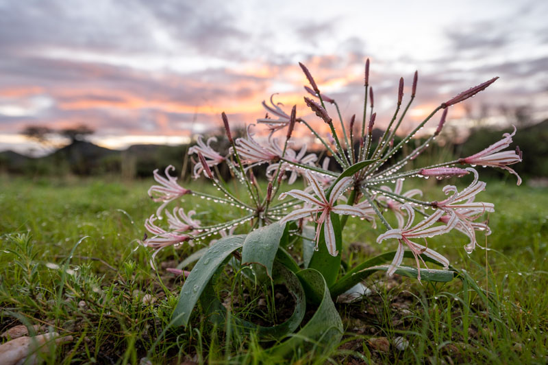 lily_3_©Balint_Nemeth