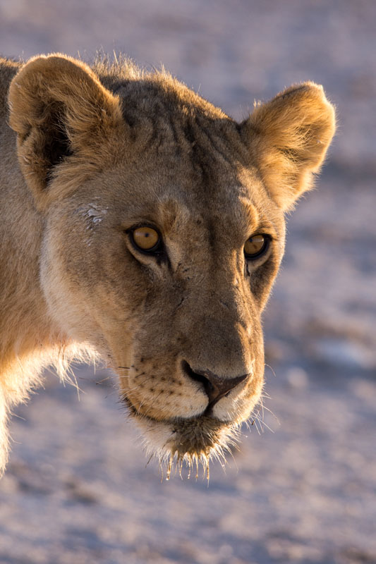 lion_eye_©Balint_Nemeth