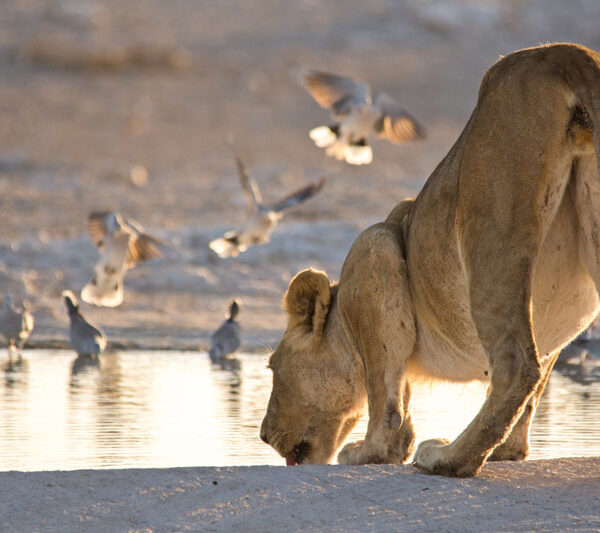 lioness_drinking_©Balint_Nemeth