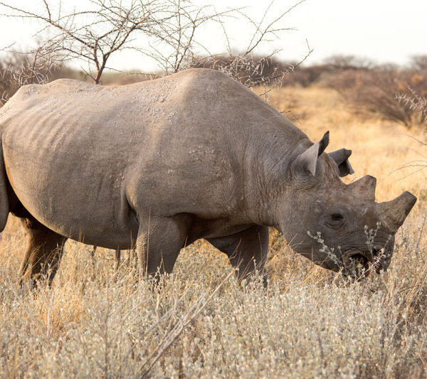 rhino_2_©Balint_Nemeth