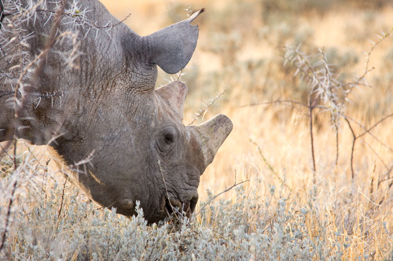 rhino_©Balint_Nemeth